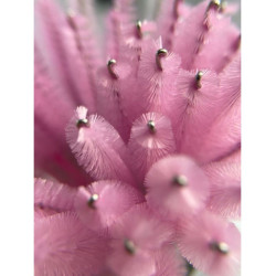 Brosse à mascara jetable – Lot de 50